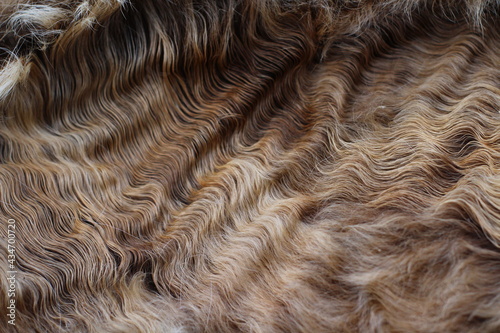 close up of a fur