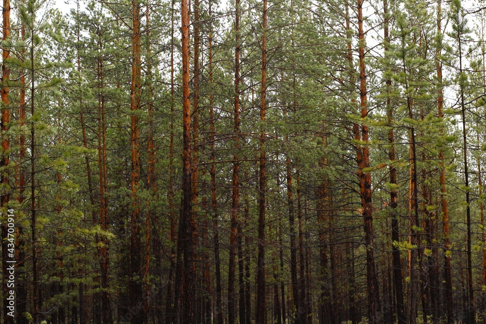Pine trees in the forest Pine trees in the forest