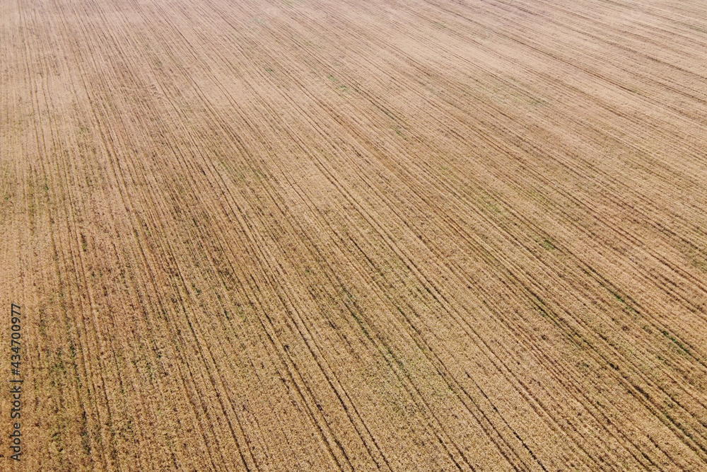 A bird's eye view of a field of ripe cereals. Agricultural landscape. A bird's eye view of a field of ripe cereals. Agricultural landscape.
