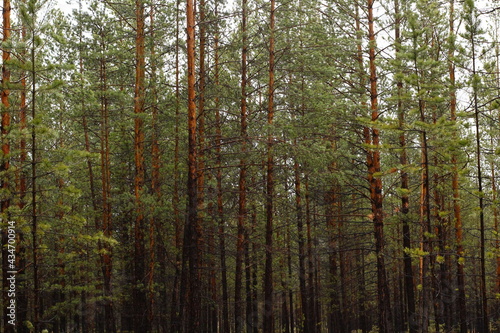 Pine trees in the forest