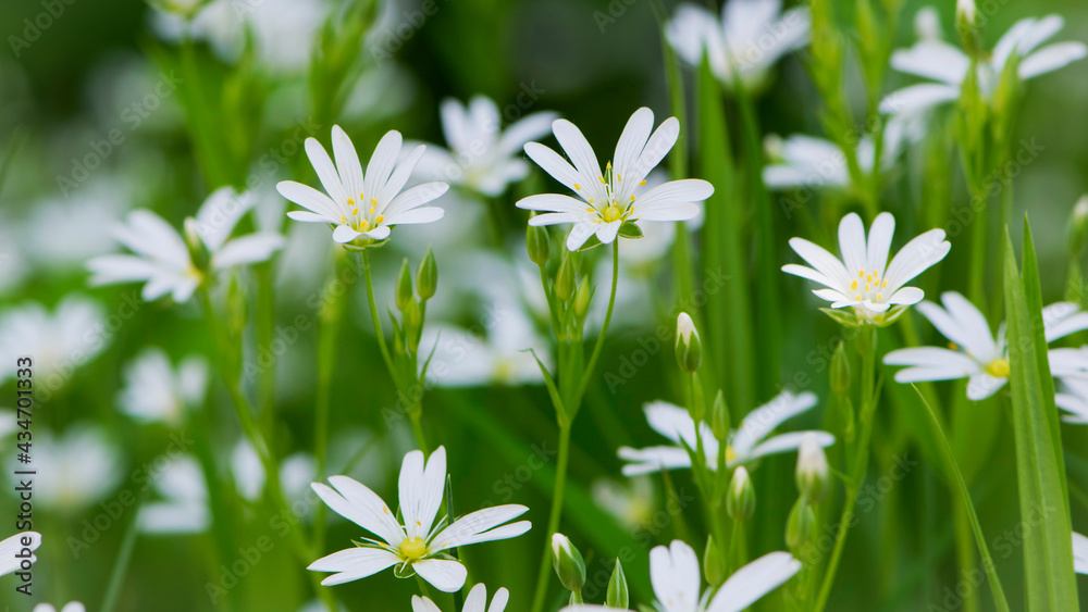Stellaria holostea. delicate forest flowers of the chickweed, Stellaria holostea or Echte Sternmiere. floral background. white flowers on a natural green background. close-up
