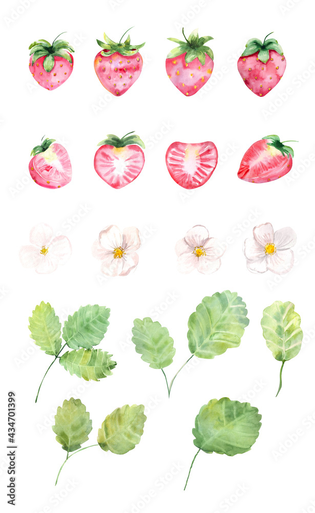 Watercolor illustration. Set of strawberries, white strawberry flowers and green leaves. Elements for creating designs, compositions, prints, etc.