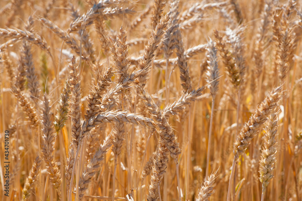Fototapeta premium Ripe large golden ears of wheat against the yellow background of the field. Close-up, nature. The idea of a rich summer harvest, farming, agricultural industry for food. Spot focus on spikelet