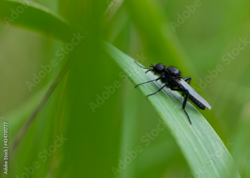 Eurytoma schreineri. Bibionomorpha. mosquito. Mosquito resting on green grass. Male and female mosquitoes feed on nectar and plant juices. insect close-up, macro photo. pest, thickfoot