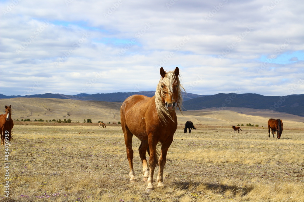 Palomino horse portrait looking at camera on Spring Meadow under cloudy blue sky - obrazy, fototapety, plakaty 
