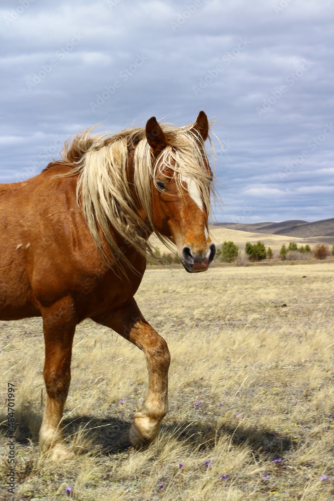 Palomino horse portrait looking at camera on Spring Meadow under cloudy blue sky