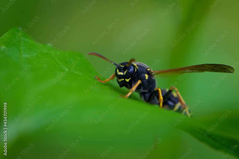 European wasp. Ultra macro photo. Wasp on a green leaf. Parts of the body of a wasp close-up. Insect close-up. Yellow pattern on the black body of a wasp. Green background. nature close-up European wasp. Ultra macro photo. Wasp on a green leaf. Parts of the body of a wasp close-up. Insect close-up. Yellow pattern on the black body of a wasp. Green background. nature close-up