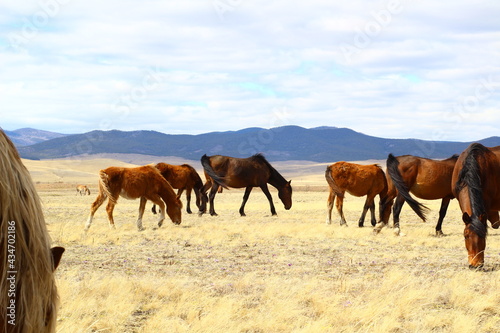herd of horses on the meadow
