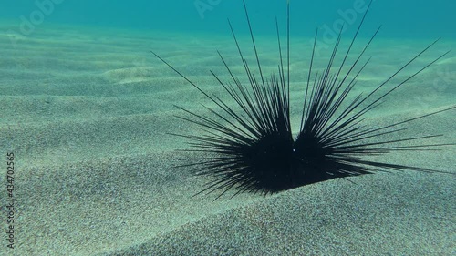 Black longspine urchin or Long-spined sea urchin (Diadema setosum) slowly wiggles its needles on a sandy bottom. photo