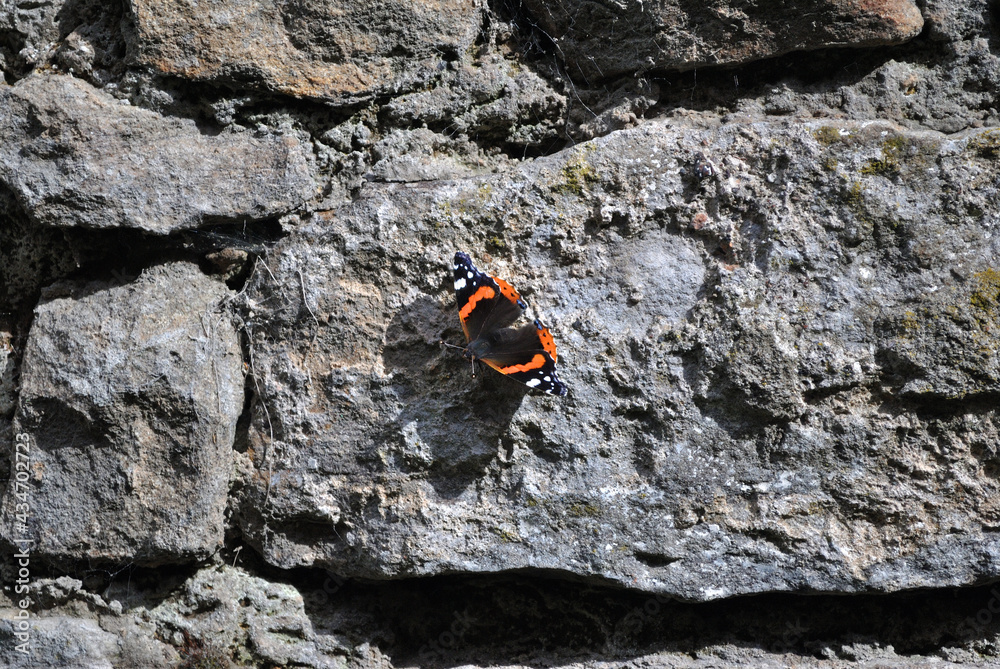 Close up of Old Grey Stone Wall with Red Admiral Butterfly Close up of Old Grey Stone Wall with Red Admiral Butterfly