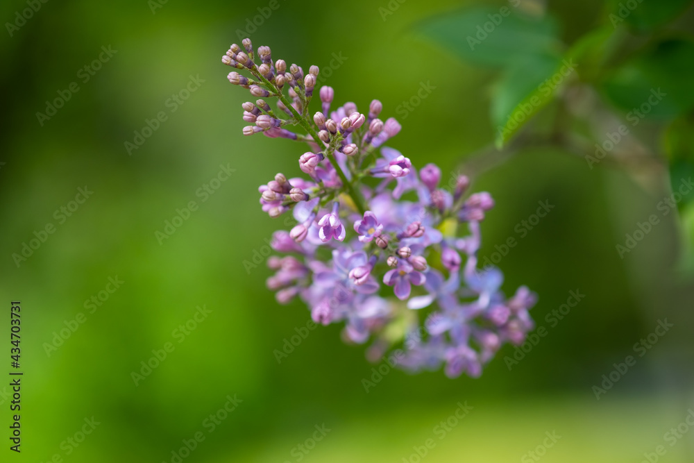 Purple lilac flowers as background. Spring time Purple lilac flowers as background. Spring time