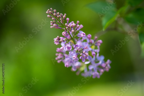 Purple lilac flowers as background. Spring time