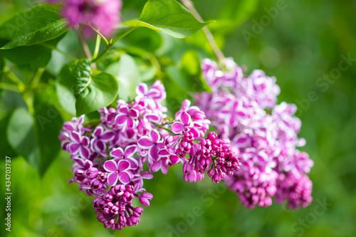 Purple lilac flowers with white border  Sensation  in the park