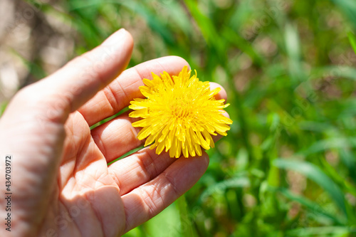 Dandelion in hand on grass background