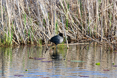 Eurasian Coot - Rusting In water on One Leg.