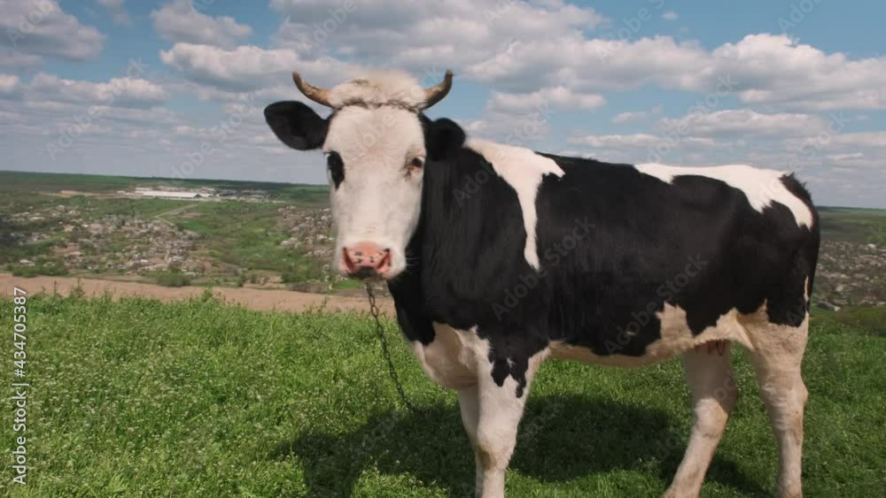 Cow looking into camera and sniffing it. Cow grazing on the green meadow in a sunny day. Farming concept. Cow looking into camera and sniffing it. Cow grazing on the green meadow in a sunny day. Farming concept.