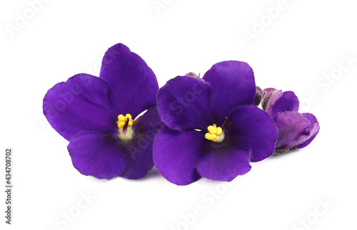Purple flowers of violet plant isolated on white