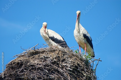 White storks pair in nest.