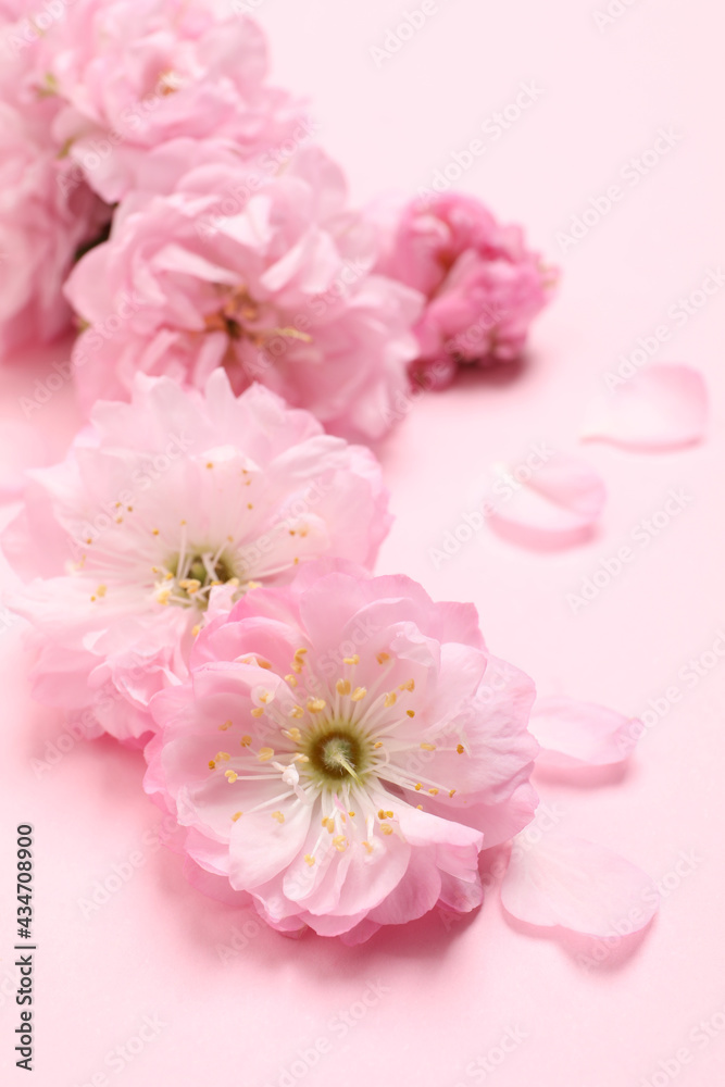 Beautiful sakura tree blossoms on pink background, closeup