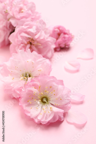 Beautiful sakura tree blossoms on pink background  closeup