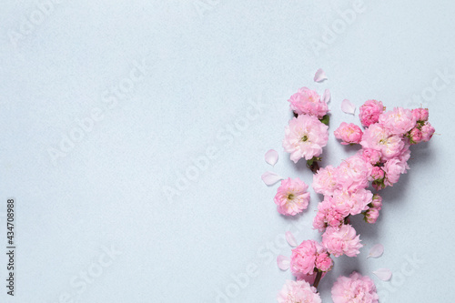 Fototapeta Naklejka Na Ścianę i Meble -  Beautiful sakura tree blossoms on light blue background, flat lay. Space for text