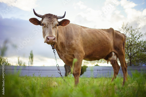 Fototapeta Naklejka Na Ścianę i Meble -  Brown cow grazing on sping garden.