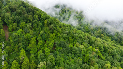  foggy mountain landscape with forest
