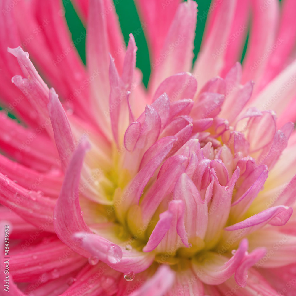 Macro photo of a pink dahlia. Flowers background Macro photo of a pink dahlia. Flowers background