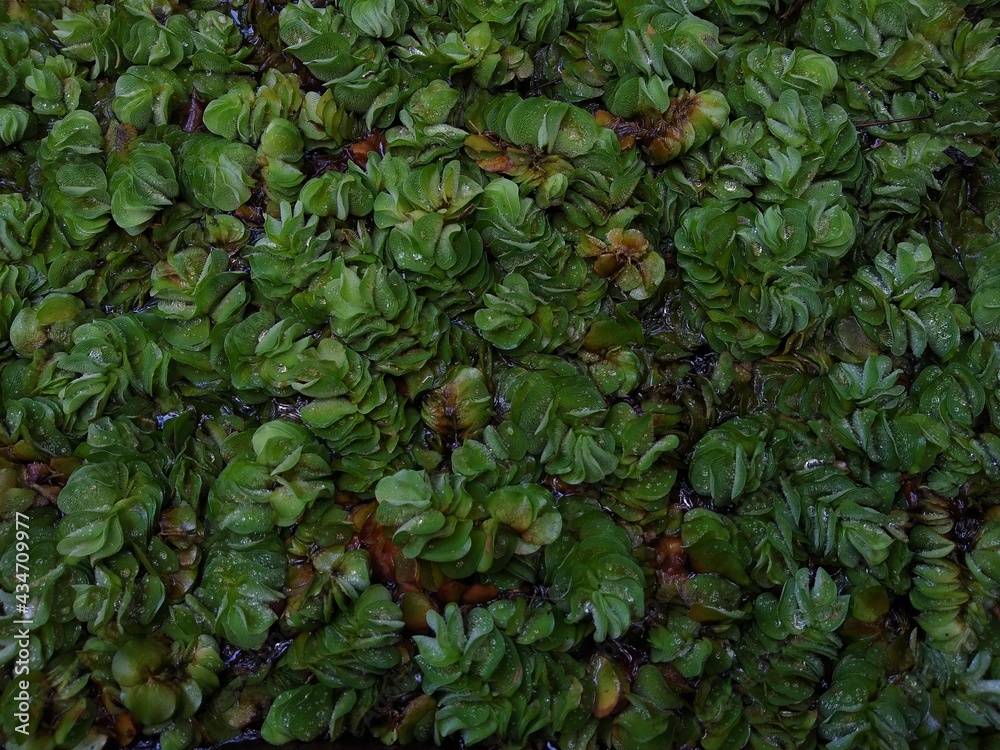 Fototapeta premium Giant salvinia or kariba weed&nbsp;floating on a pond surface