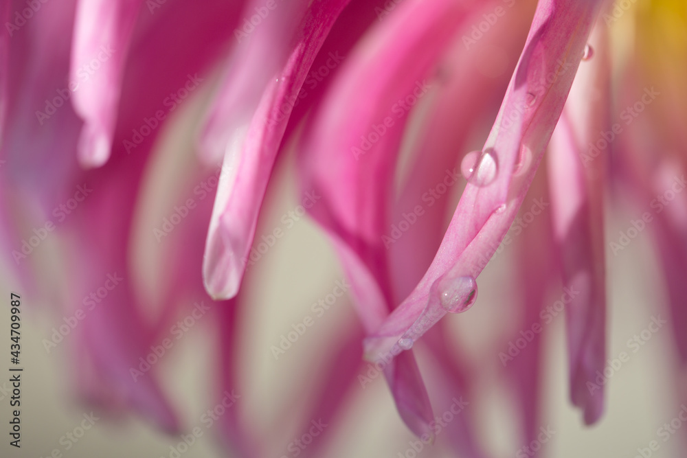 Macro photo of a pink dahlia. Flowers background Macro photo of a pink dahlia. Flowers background