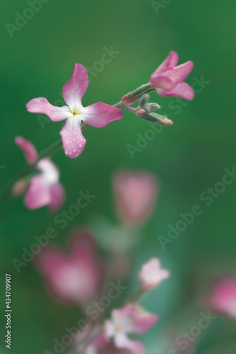 Night flowers violet spring Matthiola longipetala isolated