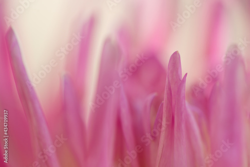 Macro photo of a pink dahlia. Flowers background