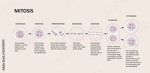 Stages of mitosis. Cell division process, biological phases scheme with interphase, prophase, metaphase, anaphase, telophase and cytocinesis. photo