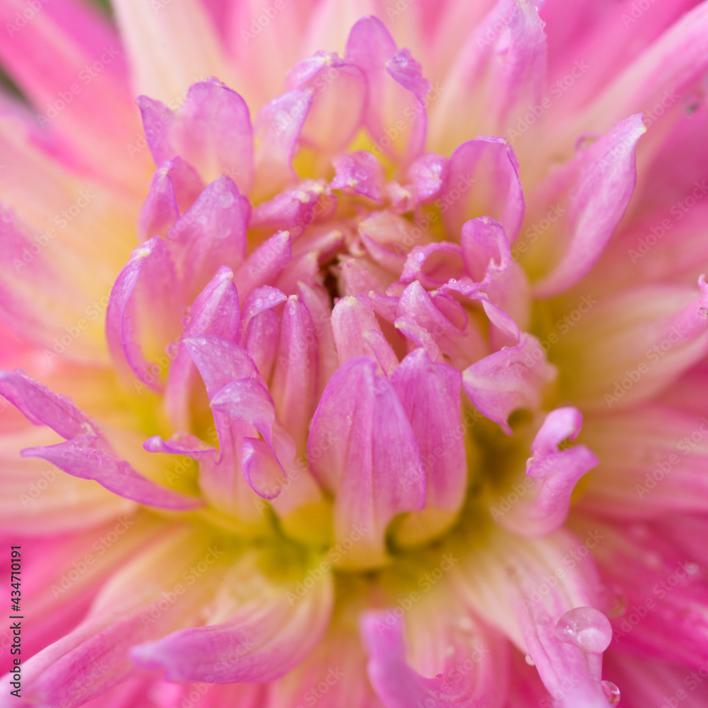 Macro photo of a pink dahlia. Flowers background