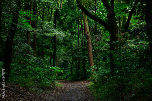 濃い緑の森と木