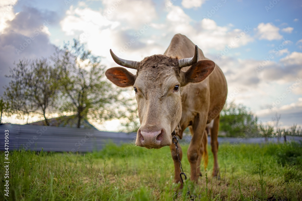 Brown cow grazing on green grass in spring rural garden