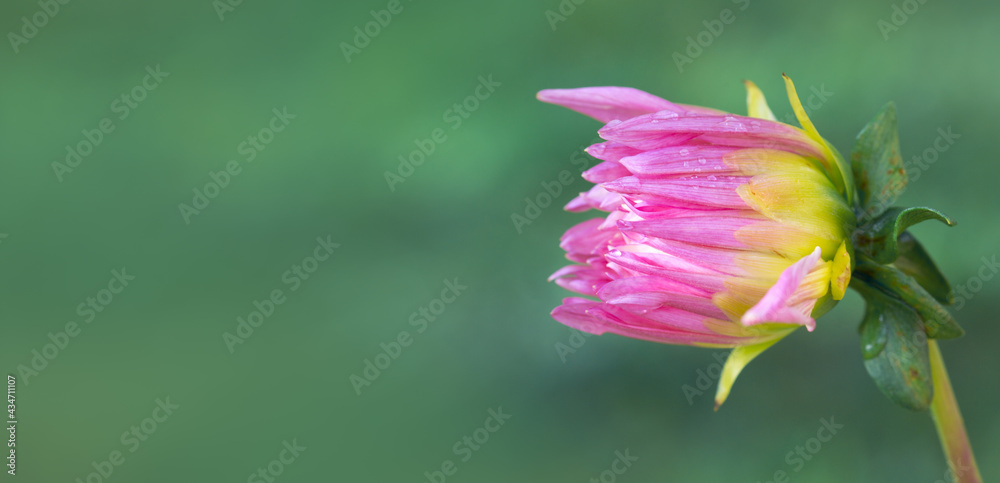 Fototapeta premium Pink dahlia isolated on green blur background.