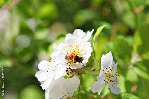 한국공원이핀꽃