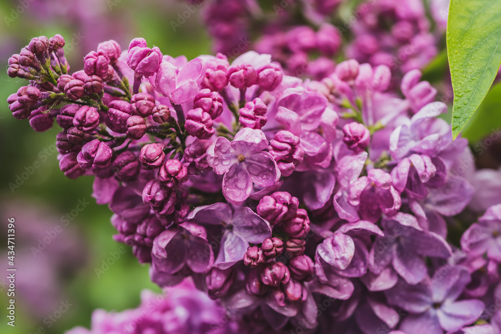 Spring lilac flowers Spring lilac flowers