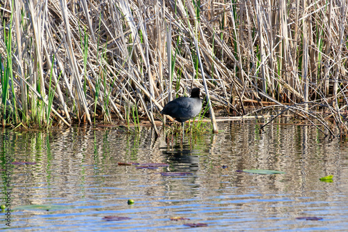 Eurasian Coot - Rusting In water on One Leg.