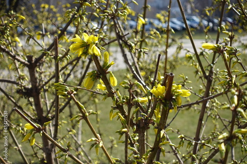 Tableau sur toile Half opened yellow flowers and buds of forsythia in March