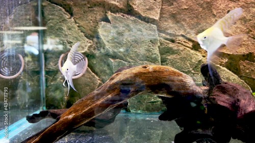 Angelfish swimming in petstore aquarium photo