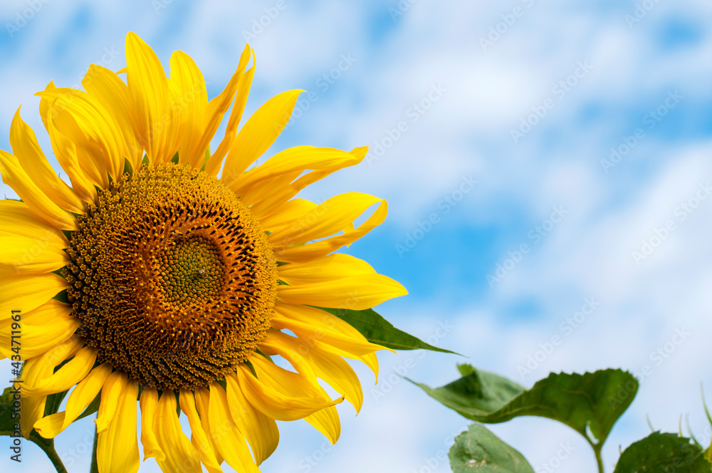 bright sunflowers on a large field on a sunny day