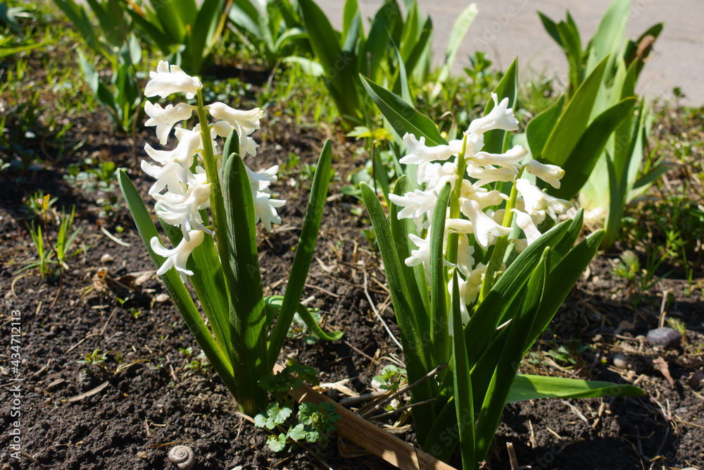 Obraz premium Pair of white flowered hyacinths in March