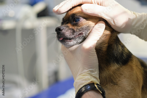 checking lymph nodes. Professional veterinarian palpates some lymph nodes in a canine patient. Animal clinic. Pet check up. Health care.