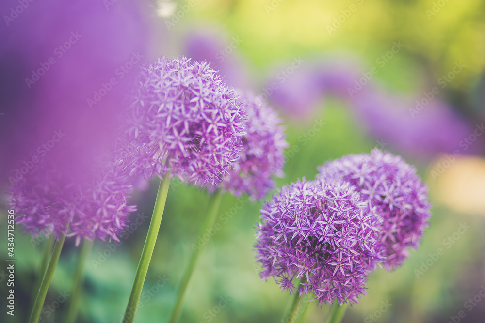 lila grün Blume flower garten Garden Frühling spring Sommer Summer nature Natur lila grün Blume flower garten Garden Frühling spring Sommer Summer nature Natur