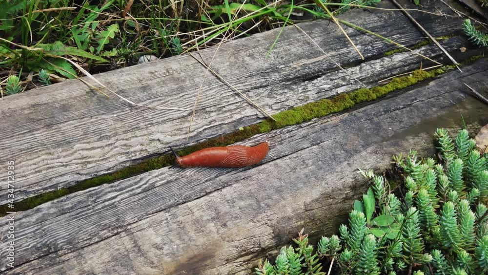 Brown slug crawling on wooden board. Arion vulgaris brown snail in autumn forest Brown slug crawling on wooden board. Arion vulgaris brown snail in autumn forest