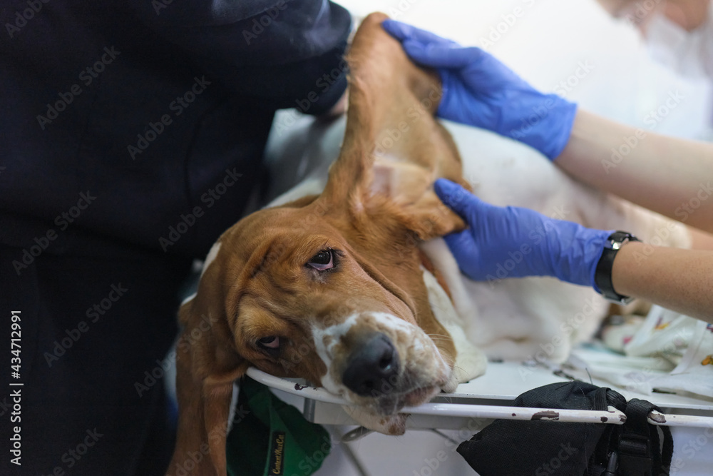 professional veterinarian hands cleaning the dog ear. reception at the veterinary clinic