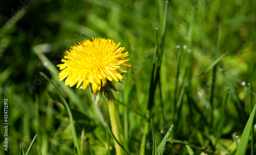 Bright yellow spring dandelions bloom on the lawn. Juicy green grass  yellow wildflowers. Bright sunlight. Blurred background. Copy space.