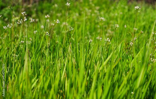 Natural background. Green succulent unmown grass in spring. Green grass in a meadow or pasture. Nature spring grass background.